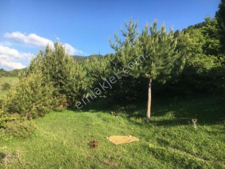 Amasya Suluova Eğribük Satılık 8000 M2 İçinde Suyu Olan Arazi