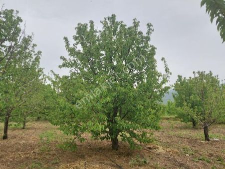 Bizim Emlaktan Satılık 900 M2 Hobi Bahçesi