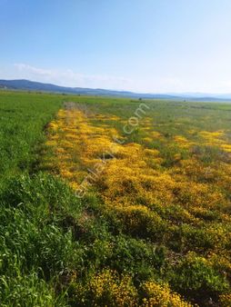 Burdur Yeşilova Alanköyde Kadastro Yolu Mevcut Su Var 2850 M2 Satılık Tarla