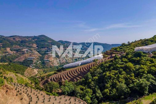 Alanya Güneyköy Mahallesi’nde Satılık 3.746 M2 Tarla