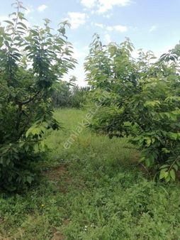 Kemalpaşa Armutlu Bölgesinde Ova Tarafında Acil Satılık Bahçe