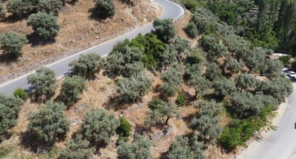 Selçuk Şirince Yolunda Kadastral Yola Cephe 3080 M2 Zeytinlik