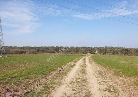 Kelepir Fiyata Burhaniye Yunus Mahlesınde Tarla