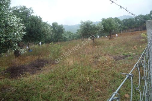 İzmir Torbalı Gold Emlaktan Satılık Harika Bahçe