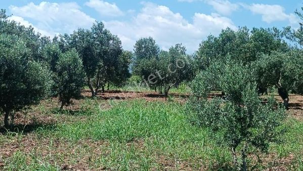 Manisa Şehzadeler Karaoglanlı Mh De Satilik Zeytinlik