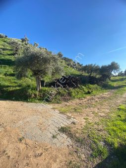 Ocaklıda İçinde Evi Olan Zeytinlik