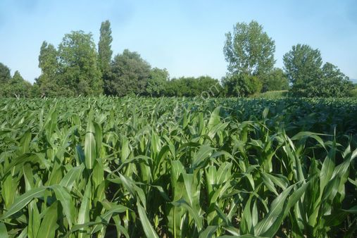 İzmir Torbalı Gold Emlaktan Satılık Kıymetli Tarla..