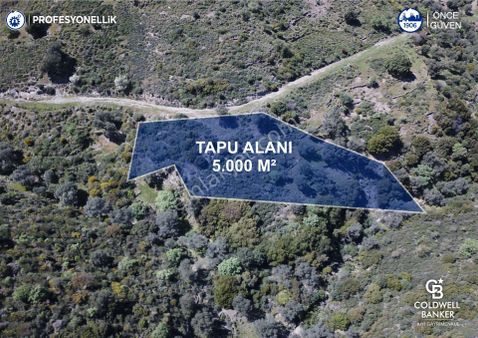 Karaburun Sarpıncık'ta 5 Dönüm Satılık Zeytinlik