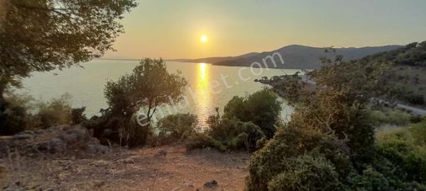 Bafa Gölü Manzarali Zeytinlik