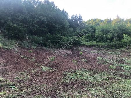 Sakarya Adapazarı Taraklı Pırler Kelepır Tarla