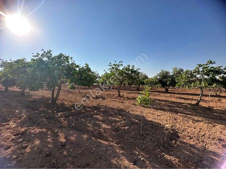 Kılıç Group Gayrimenkul Mehmet Kılıç’dan Satılık Tarla