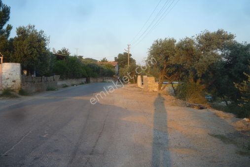 İzmir Torbalı Gold Emlaktan Satılık Zeytinlik...