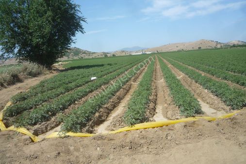 İzmir Torbalı Gold Emlaktan Satılık Kıymeli Tarla..