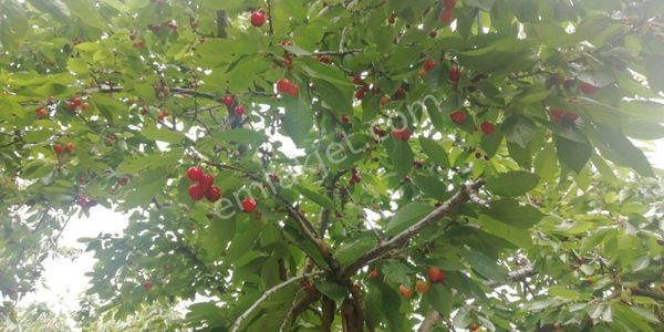 Aşağı Yakacık Köyünde Satılık Bahçe