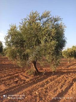 Ertay Gayrimenkul'den Zeytinli De Yatırımlık Zeytinlik