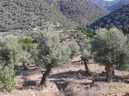Güzeltepe Köyü Sökede Satılık Zeytinlik