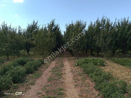 Amasya Merkez Aydınlık Köyünde Satılık Bahçe