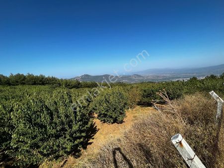 İzmir Efes Selçuk'un Yaylası Kireççili Köyünde Ormanlar İçinde Özgün Bahçe