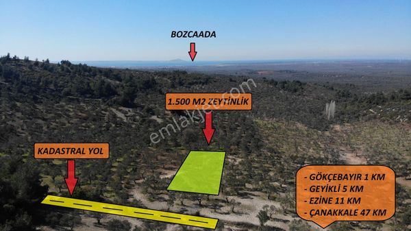 Çanakkale Ezine Gökçebayır Köyünde Satılık Küçük Zeytinlik