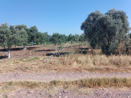 Manisa Akhisar Medar 2375 Metrekare Satılık Tarla