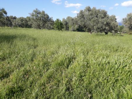 Bozyurt Mah De Kat Karşılığı Arsa