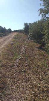 Emlâk Dünyası Portföy Karacasu Tarla