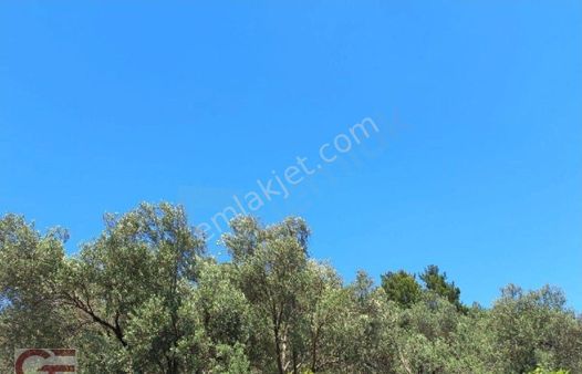 Hisar Da Kaçırılmayacak Fırsat Fiyata Sıcak Asvalta Sıfır Zeytinlik