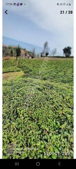 Rize Derepazarı Yaniktas Mahallesi Satılık Deniz Manzaralı Arazi