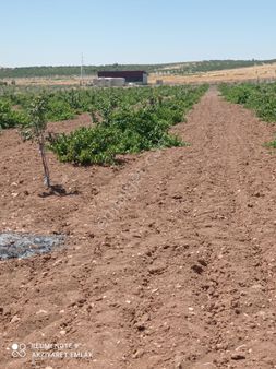 Akziyaret Emlak Tan Satılık Bağ Ve Fıstık Bahçesi