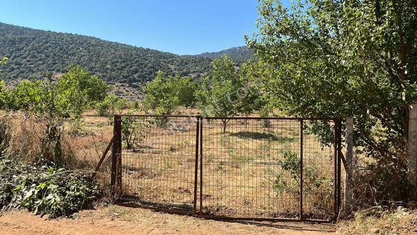 Asya Evim Gayrimenkulden Dereköy De Satılık Ceviz Bahçesi