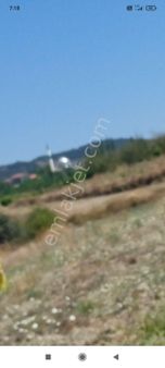 Sakarya Geyve Halidiyede Cevizlik