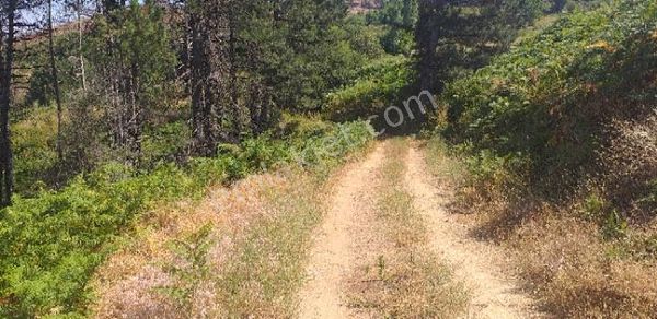 Emlak Dünyası Karacasu Şubesi Portföyde