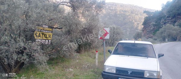 Satılık Zeytin Bahçesi