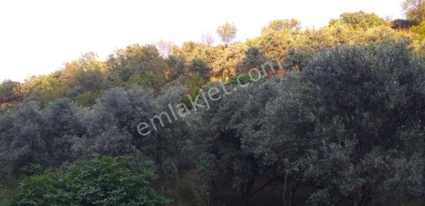 Emlak Dünyası Karacasu Şubesi Portföyde