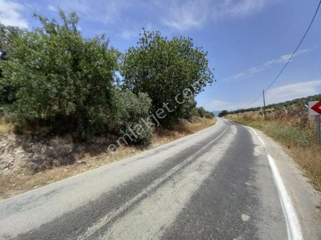 Asfalta Sifir Satilik Arazi