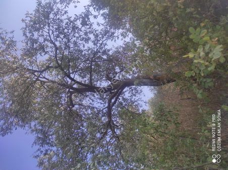 Uygun Fiyatlı,resmi Yolu Olan Mini Zeytinlik