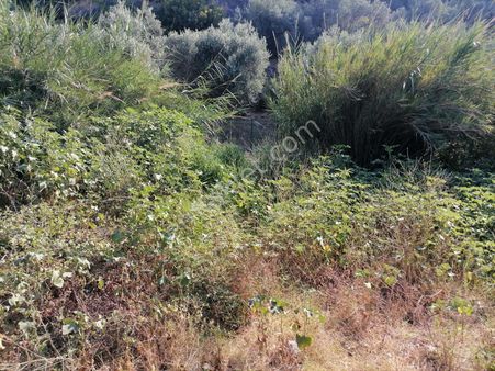 Güllübahçe Mah.sökede Satılık Bahçe