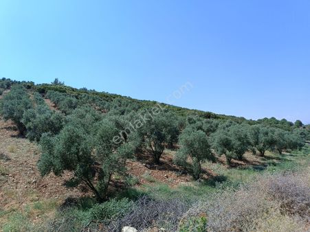 Tire Ayaklı Kiri Kuyunde Satılık Zeytinlik