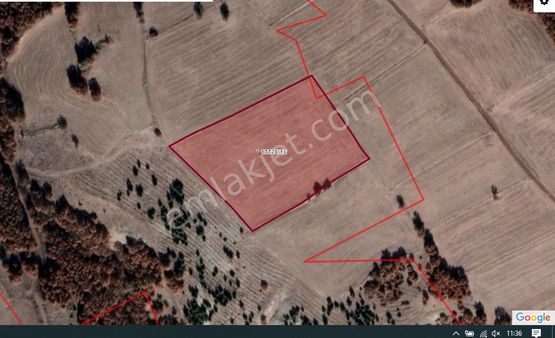 Danışment Mahallesin'de Parça Halin'de Satılık Tarlalar