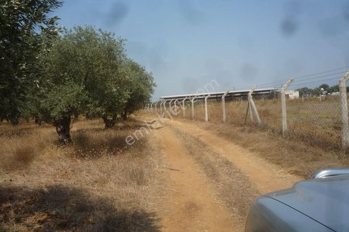 İzmir Torbalı Gold Emlaktan Satılık Kıymetli Yerde Zeytinlik