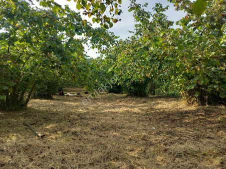 Satılık Fındık Arazisi