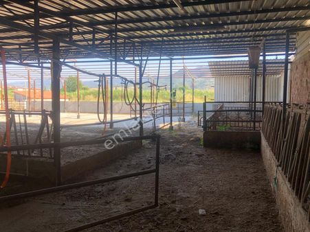 Balıkesir Sındırgı'da Kullanıma Hazır Satılık Çiftlik