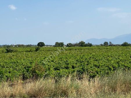 10700m2 Satılık Üzüm Bağı Manisa Ev Takası Olur Verimli Bi Bağ Bilgi İçin Arayın
