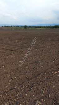 Verimli Tarım Arazisi