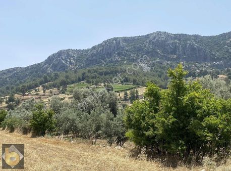 Seydıkemer Arsa Köyünde 685m2 Satılık Zeytinlik