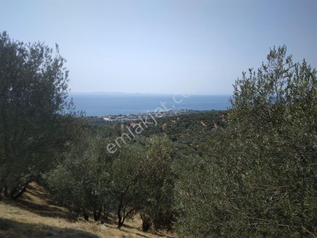 Küçükkuyu Merkez İmar Sınırına 500 Mt Tam Deniz Manzaralı Eşsiz