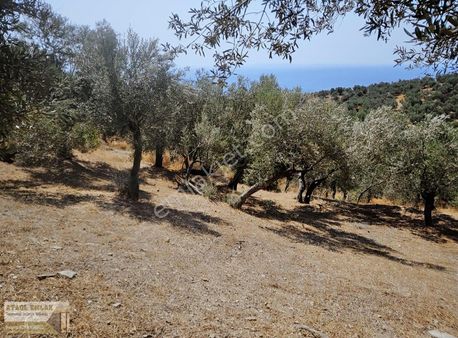 Küçükkuyu Merkez İmar Sınırına 500 Mt Tam Denız Manzaralı Eşsiz
