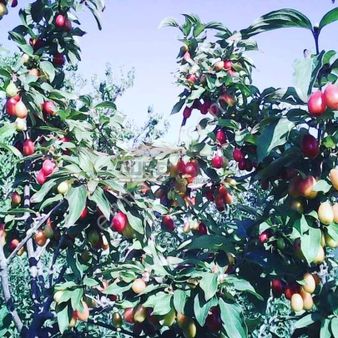 Güvenay – Çorum Barajı Yukarısı – 9 Dönüm Meyve Ağaçlı, Evli Ve Baraj Manzaralı Satılık Bağ