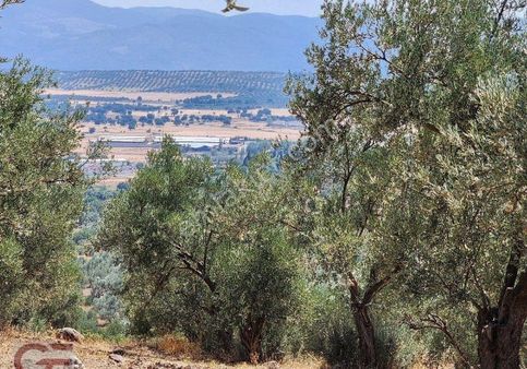 Şahinler Mahallesinde Kadastro Yollu Zeytinlik