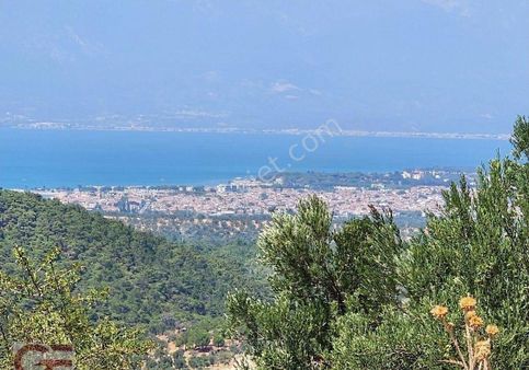 Şahinler De Kaçırılmayacak Yatırımlık Kadastro Yollu Zeytinlik